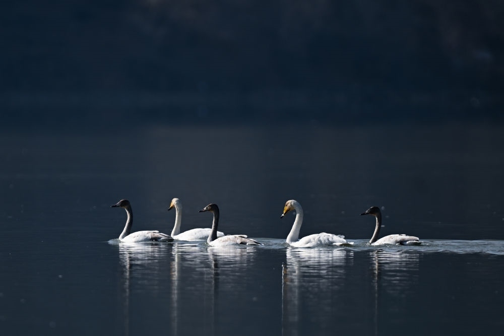 2023年11月30日，天鵝在青海省海東市化隆回族自治縣群科鎮(zhèn)境內(nèi)的黃河上游弋。近年來，青海省加大力度保護治理境內(nèi)黃河流域，改善當?shù)厣鷳B(tài)環(huán)境，為越冬候鳥提供良好棲息地。