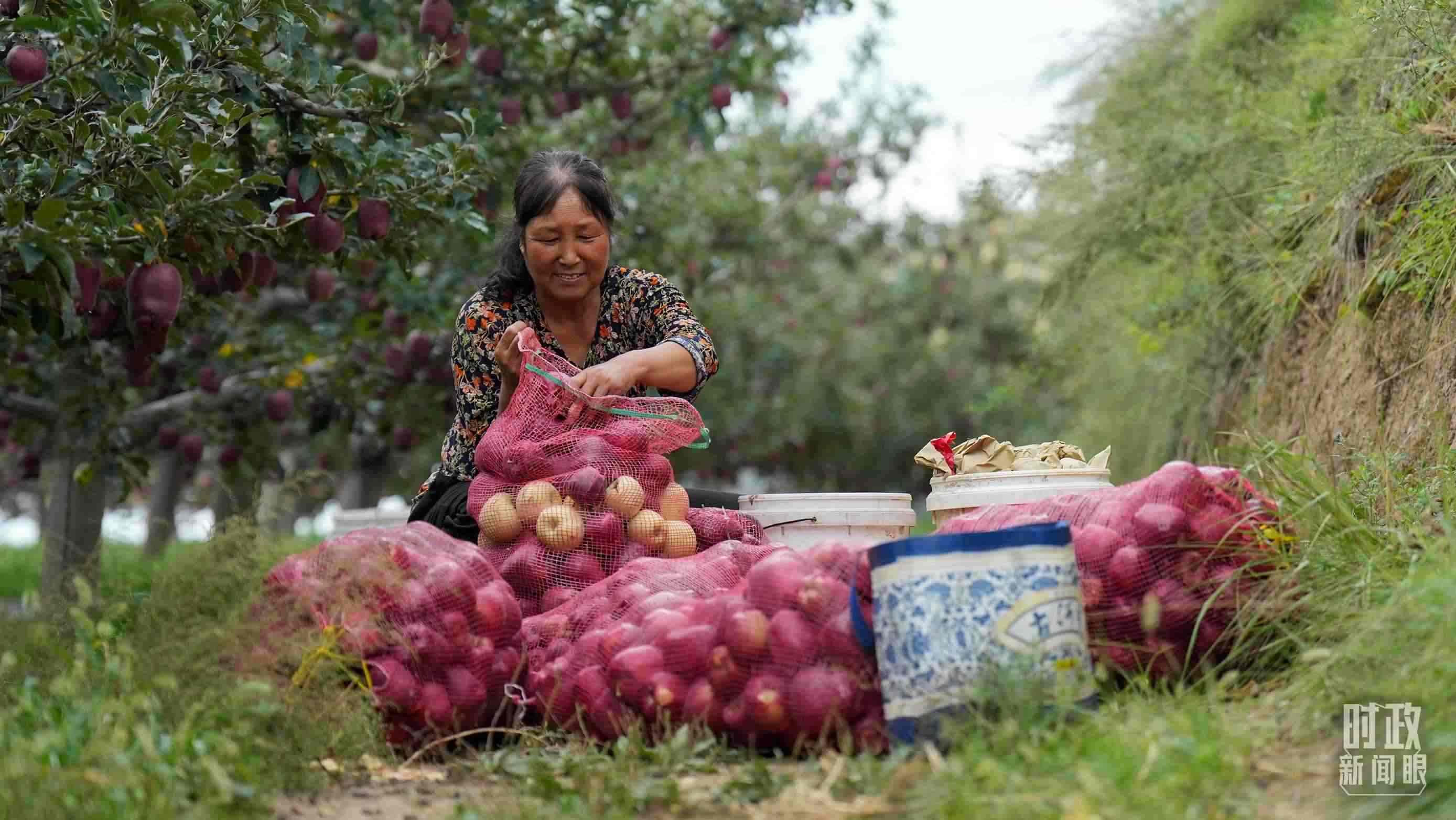 △南山花牛蘋果基地在2023年帶動9000多戶村民實現(xiàn)增收。（總臺國廣記者李晉拍攝）