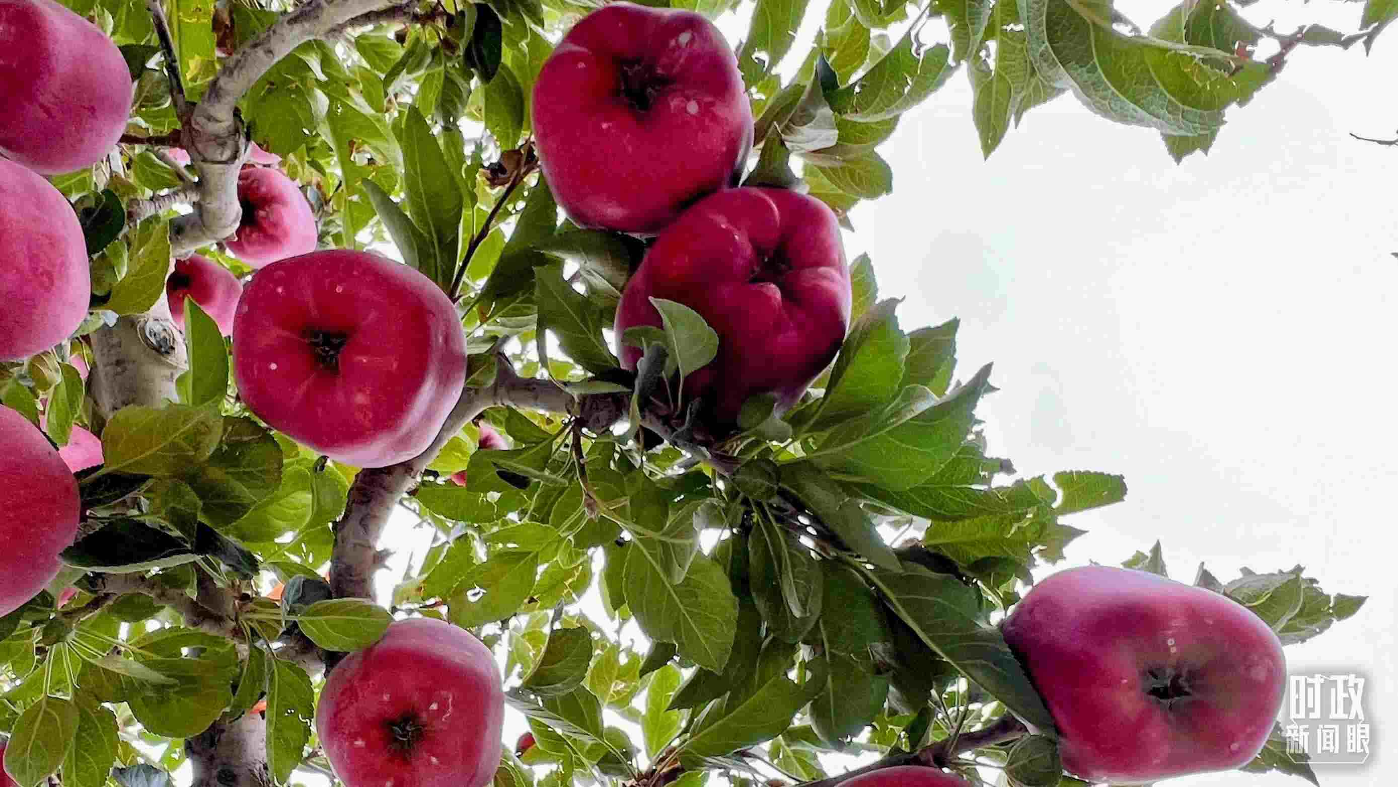 △南山花牛蘋果基地是元帥系蘋果生產(chǎn)基地。（總臺央視記者程鋮拍攝）