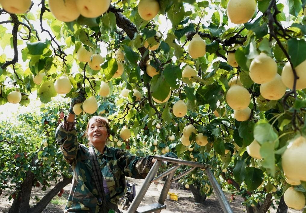 9月13日，河北省晉州市的農(nóng)民在果園采摘鴨梨。新華社記者楊世堯 攝