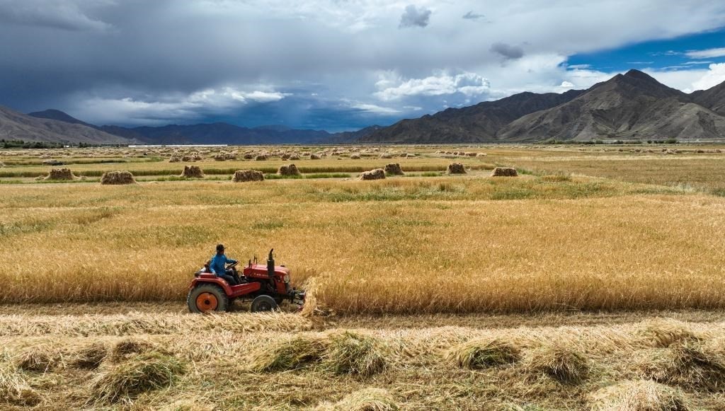 9月10日，在西藏日喀則市白朗縣巴扎鄉(xiāng)拍攝的秋收場景（無人機(jī)照片）。新華社記者晉美多吉 攝