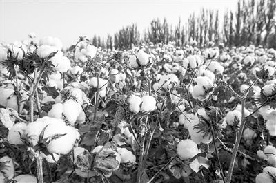 圖為新疆阿克蘇棉田。新研究揭示了GhEXL3基因調(diào)控棉纖維伸長(zhǎng)的分子機(jī)制，為棉纖維品質(zhì)遺傳改良提供了重要理論依據(jù)。視覺(jué)中國(guó)供圖