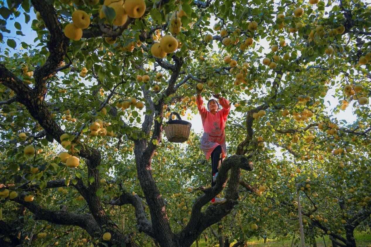 2024年10月4日，安徽省宿州市碭山縣程莊鎮(zhèn)衡樓村百年老梨園里，梨農(nóng)在忙著采摘酥梨。來源:人民圖片