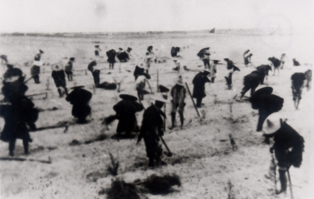 上世紀(jì)東山百姓在沙灘造林（資料照片）。