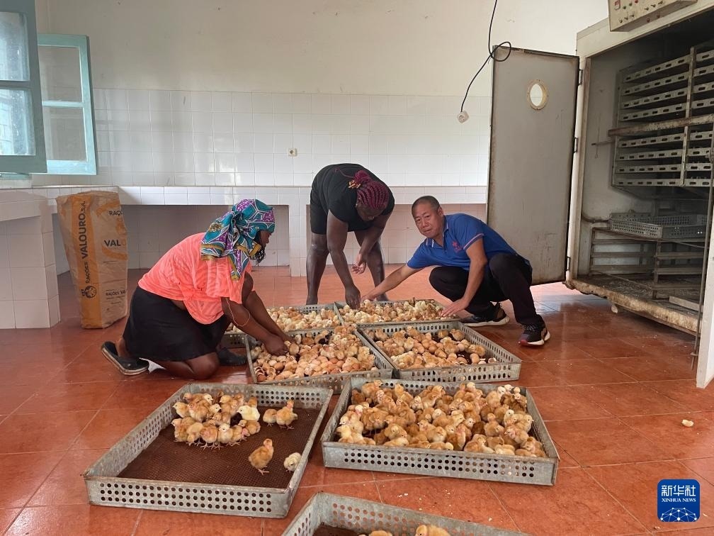 中國援圣普農(nóng)牧業(yè)技術(shù)項目組專家在圣多美和普林西比家禽繁育中心指導(dǎo)雛雞人工孵化技術(shù)（2024年10月8日攝）。新華社發(fā)（中國援圣普農(nóng)技組供圖）