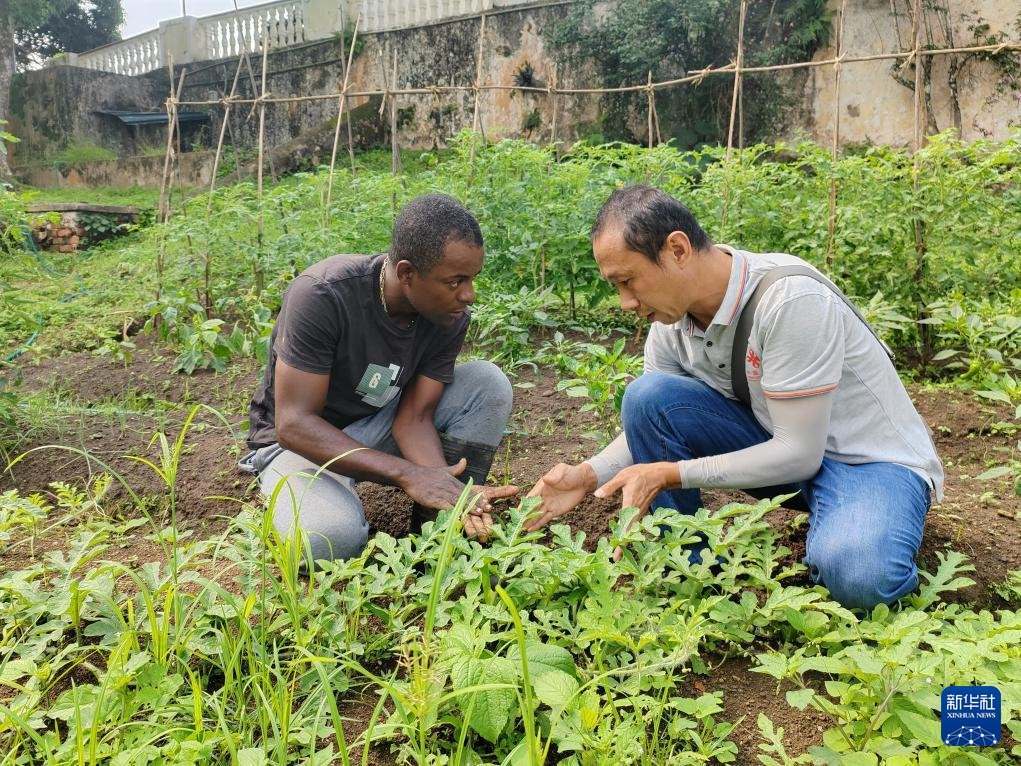 中國援圣普農(nóng)牧業(yè)技術(shù)項目組專家彭杰（右）在圣多美和普林西比的梅佐希大區(qū)指導(dǎo)蔬菜種植戶改善田間管理技術(shù)（2024年1月25日攝）。新華社發(fā)（中國援圣普農(nóng)技組供圖）