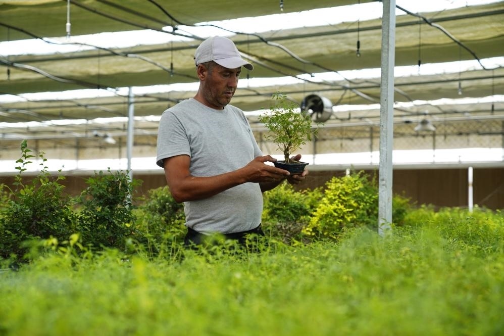 7月28日，在烏茲別克斯坦錫爾河州的上合組織農(nóng)業(yè)基地中烏現(xiàn)代農(nóng)業(yè)科技示范園，工作人員檢查盆栽植物。新華社發(fā)（扎法爾攝）