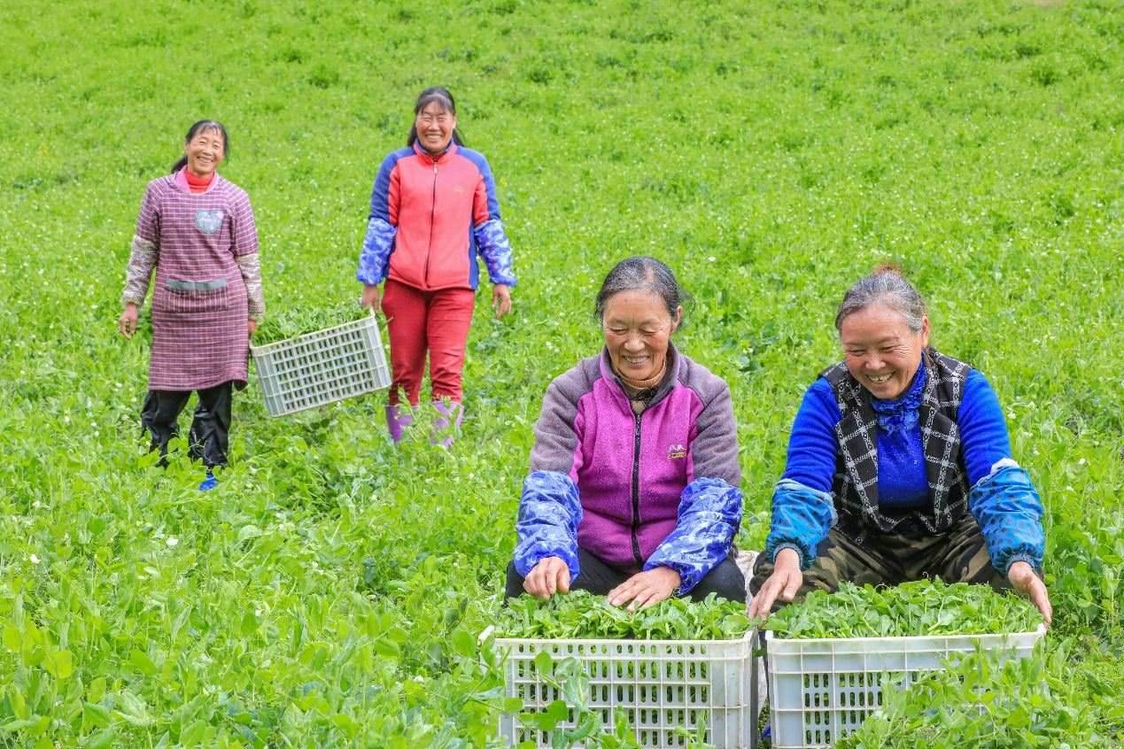 在四川省阿壩藏族羌族自治州馬爾康市馬爾康鎮(zhèn)納足村，當(dāng)季蔬菜喜獲豐收，群眾正在忙著采收、裝箱供應(yīng)市場(chǎng)。來(lái)源：人民圖片