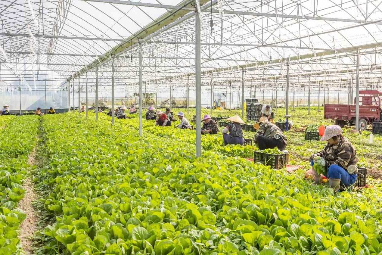 2024年10月8日，在廣西梧州市蒙山縣文圩鎮(zhèn)大明村一個(gè)大棚蔬菜基地內(nèi)，民工在采摘、包裝包心菜，準(zhǔn)備運(yùn)銷外地。來(lái)源：人民圖片