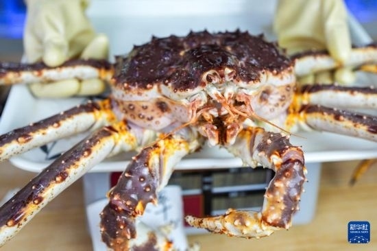 這是9月20日在吉林省琿春市的東北亞跨境電商產(chǎn)業(yè)園內(nèi)的帝王蟹保稅店拍攝的帝王蟹。新華社記者 許暢 攝