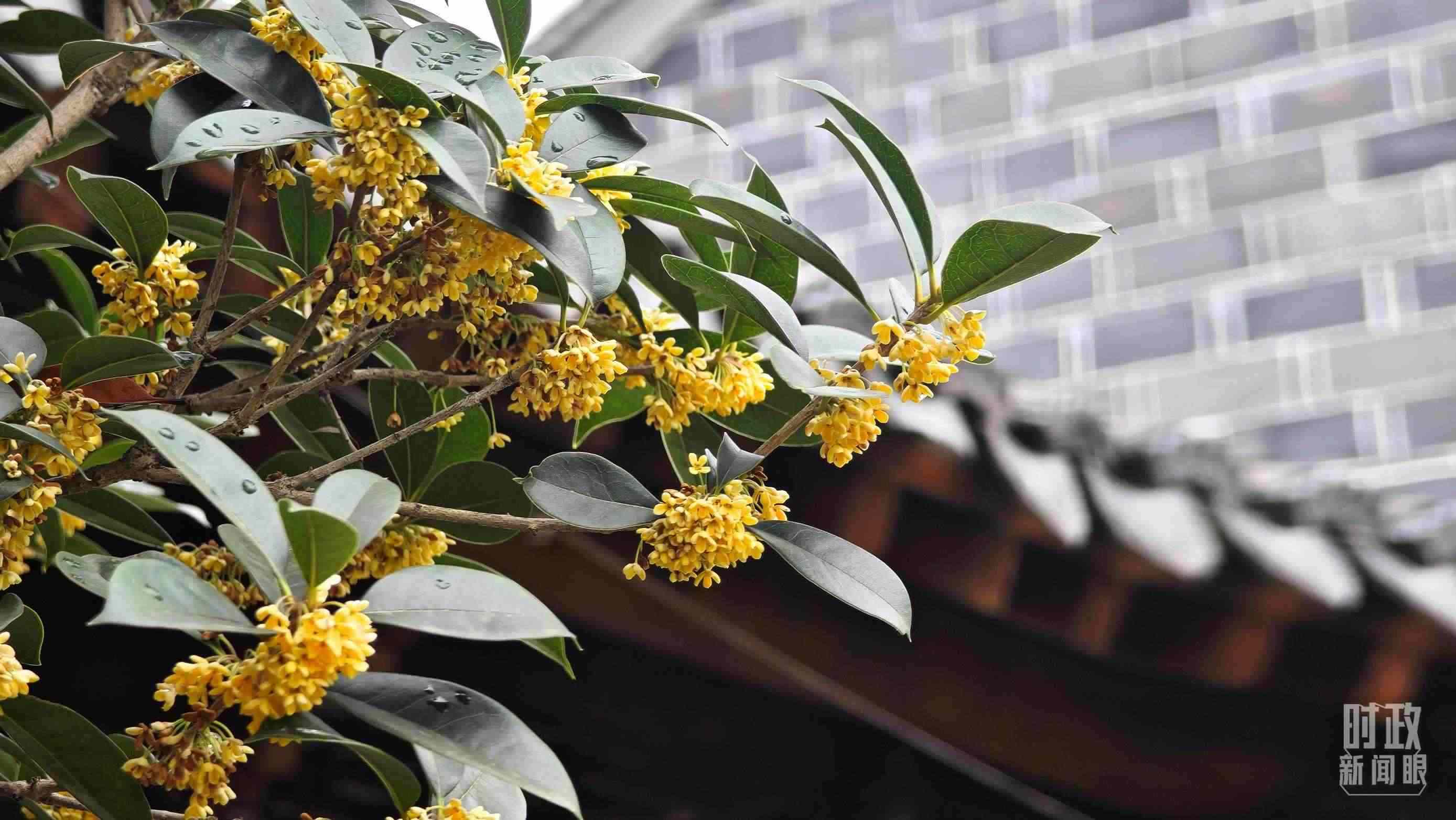 △六尺巷。（總臺央視記者趙化、彭漢明拍攝）