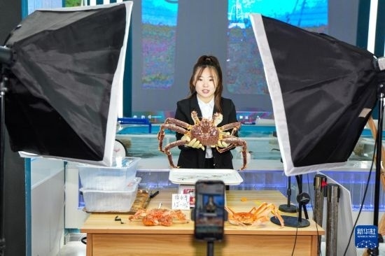 9月20日，在吉林省琿春市的帝王蟹保稅店內(nèi)，工作人員進(jìn)行網(wǎng)絡(luò)直播售賣帝王蟹。新華社記者 許暢 攝