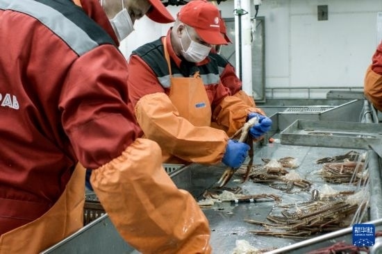 俄羅斯蟹業(yè)集團(tuán)的工作人員在生產(chǎn)線上加工產(chǎn)品（資料照片）。新華社發(fā)（俄羅斯蟹業(yè)集團(tuán)供圖）