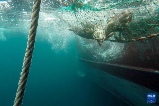 這是俄羅斯蟹業(yè)集團(tuán)的捕撈船進(jìn)行遠(yuǎn)洋捕撈的資料照片。新華社發(fā)（俄羅斯蟹業(yè)集團(tuán)供圖）