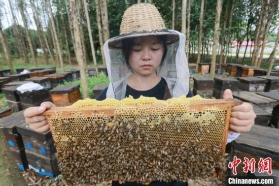 吳素英查看蜂蜜產(chǎn)蜜情況。湯曉逵 攝