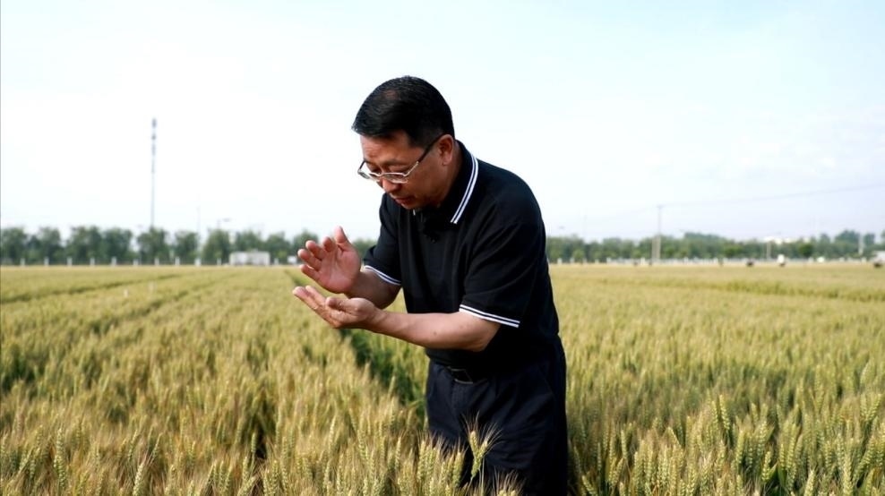 張福鎖在曲周查看小麥長勢(shì)。受訪者供圖