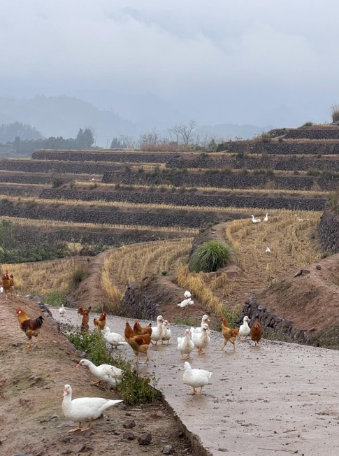 樨鄉(xiāng)記生態(tài)農(nóng)莊一隅。劉軍國攝