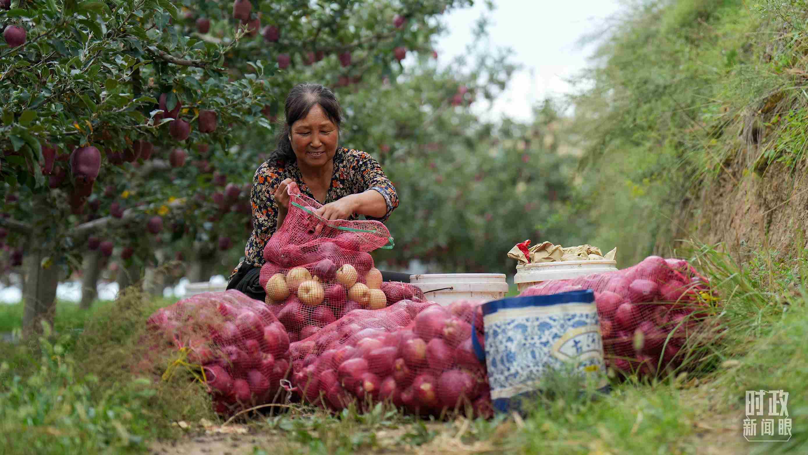 △甘肅天水的花牛蘋果已經(jīng)成為當(dāng)?shù)厝罕姷摹吧鷳B(tài)果”“致富果”。（總臺記者李晉拍攝）