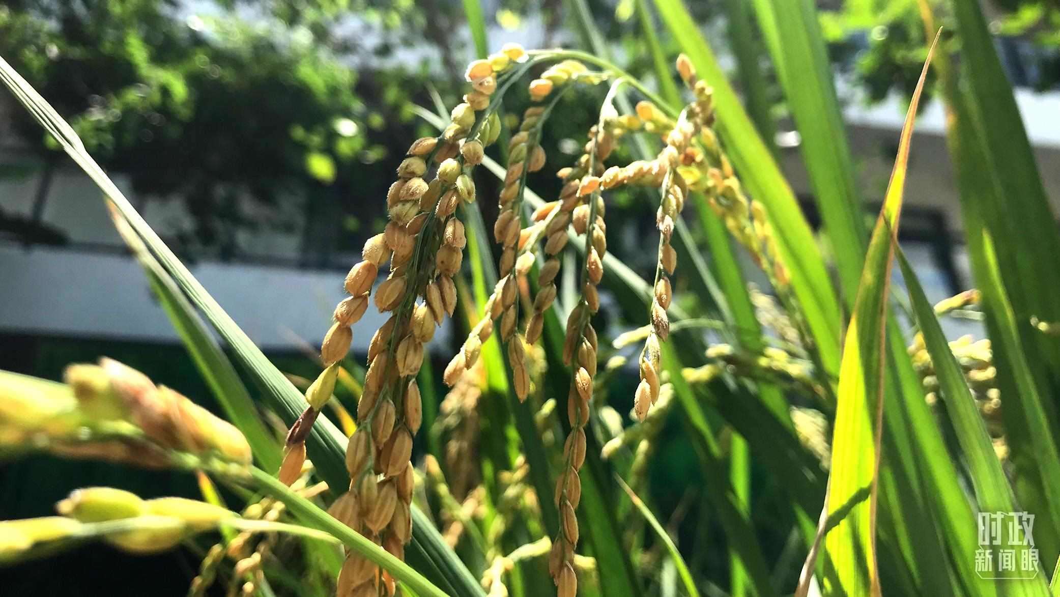 在海南培育的水稻品種。（總臺央視記者石偉明拍攝）