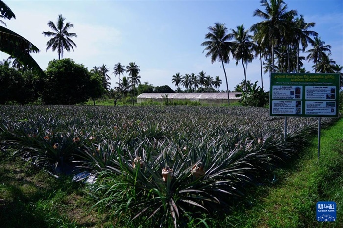 這是12月23日在斯里蘭卡馬坎杜拉拍攝的中國技術(shù)試驗(yàn)田菠蘿田。新華社記者 陳冬書 攝