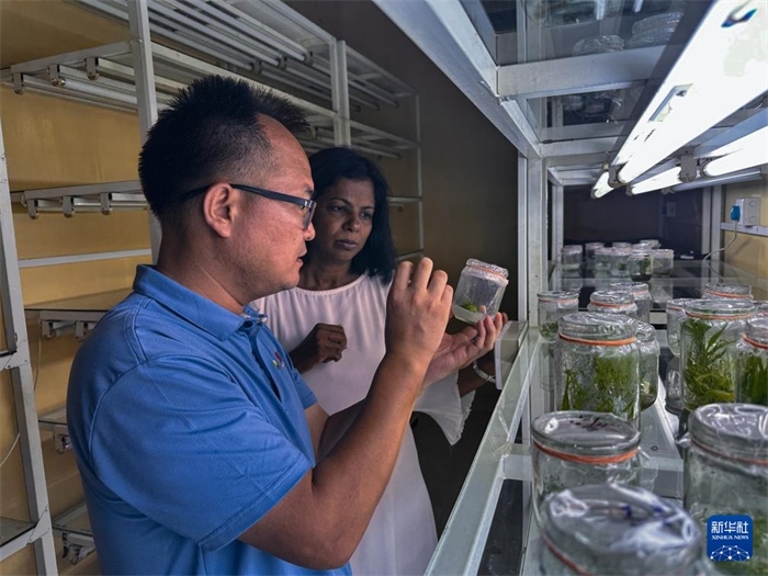 12月23日，在斯里蘭卡馬坎杜拉，中國專家與斯里蘭卡馬坎杜拉可持續(xù)農(nóng)業(yè)與發(fā)展研究中心主任達(dá)莎妮·賈亞曼納交流。新華社發(fā)（中國、聯(lián)合國糧農(nóng)組織與斯里蘭卡南南合作項(xiàng)目專家組供圖）