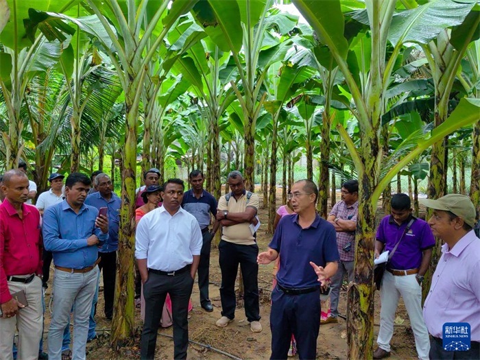 10月10日，在斯里蘭卡霍勒訥的一處香蕉示范基地，中國、聯(lián)合國糧農(nóng)組織與斯里蘭卡南南合作項(xiàng)目中國專家組組長(zhǎng)孫德權(quán)為當(dāng)?shù)剞r(nóng)民進(jìn)行技術(shù)培訓(xùn)。新華社發(fā)（中國、聯(lián)合國糧農(nóng)組織與斯里蘭卡南南合作項(xiàng)目專家組供圖）