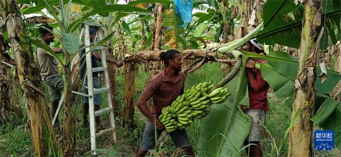 12月28日，在斯里蘭卡馬坎杜拉，當(dāng)?shù)剞r(nóng)民收獲香蕉。新華社發(fā)（中國、聯(lián)合國糧農(nóng)組織與斯里蘭卡南南合作項(xiàng)目專家組供圖）