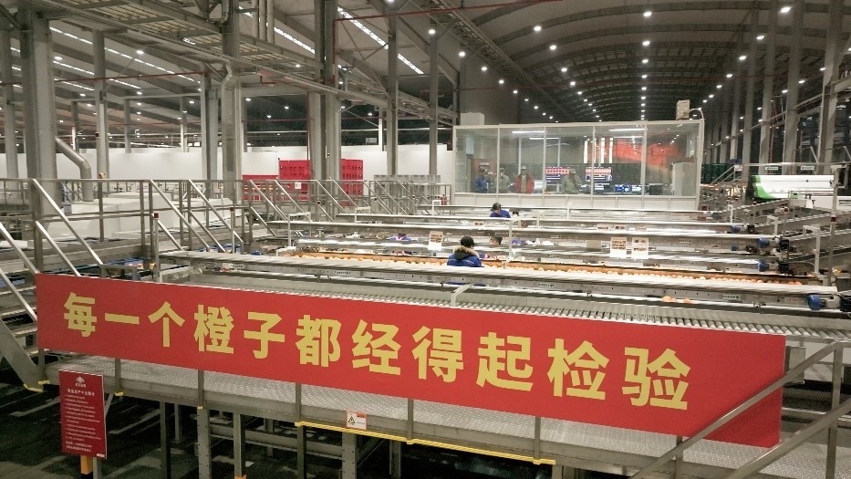 工人在智能生產(chǎn)線上對臍橙精深加工。人民網(wǎng)記者 張力洋攝