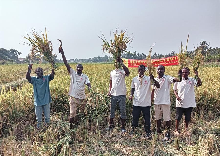 當(dāng)?shù)卮迕裾故窘衲甑乃痉N植成果。中國援塞農(nóng)業(yè)專家組供圖