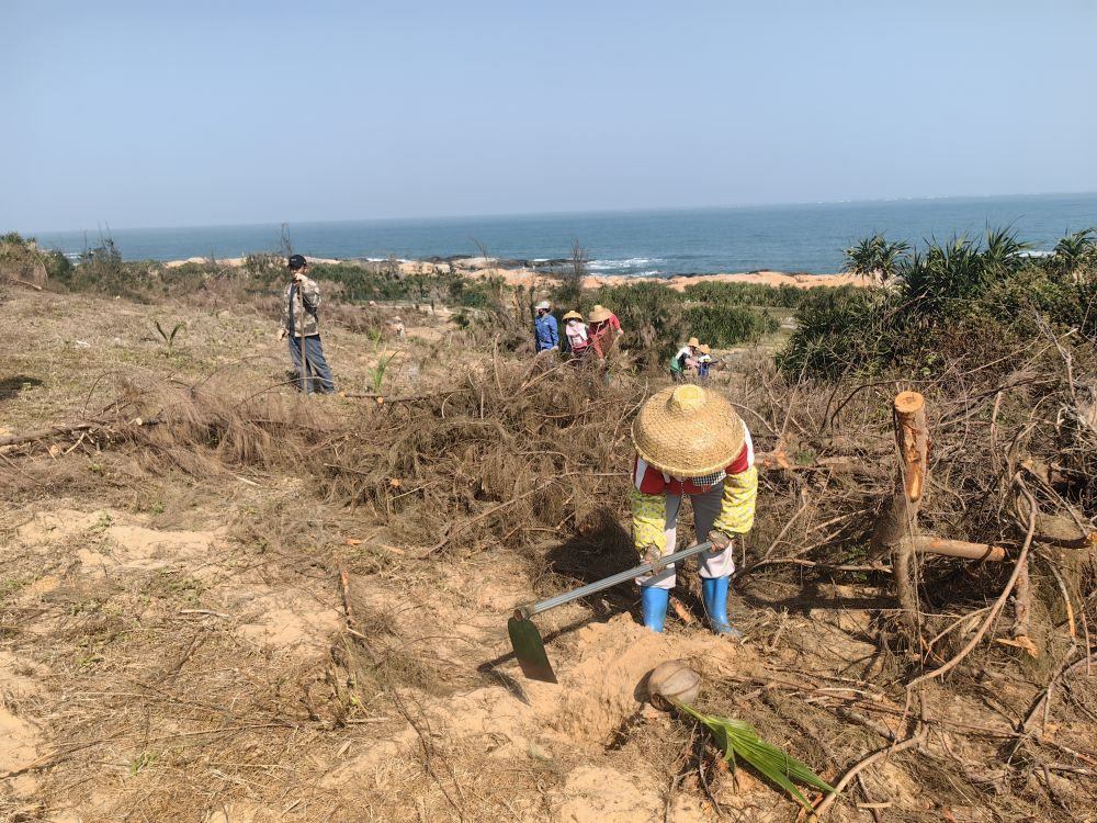 2025年1月19日，在海南文昌市，工人正在修復(fù)海岸防風(fēng)林。新華社記者吳茂輝 攝