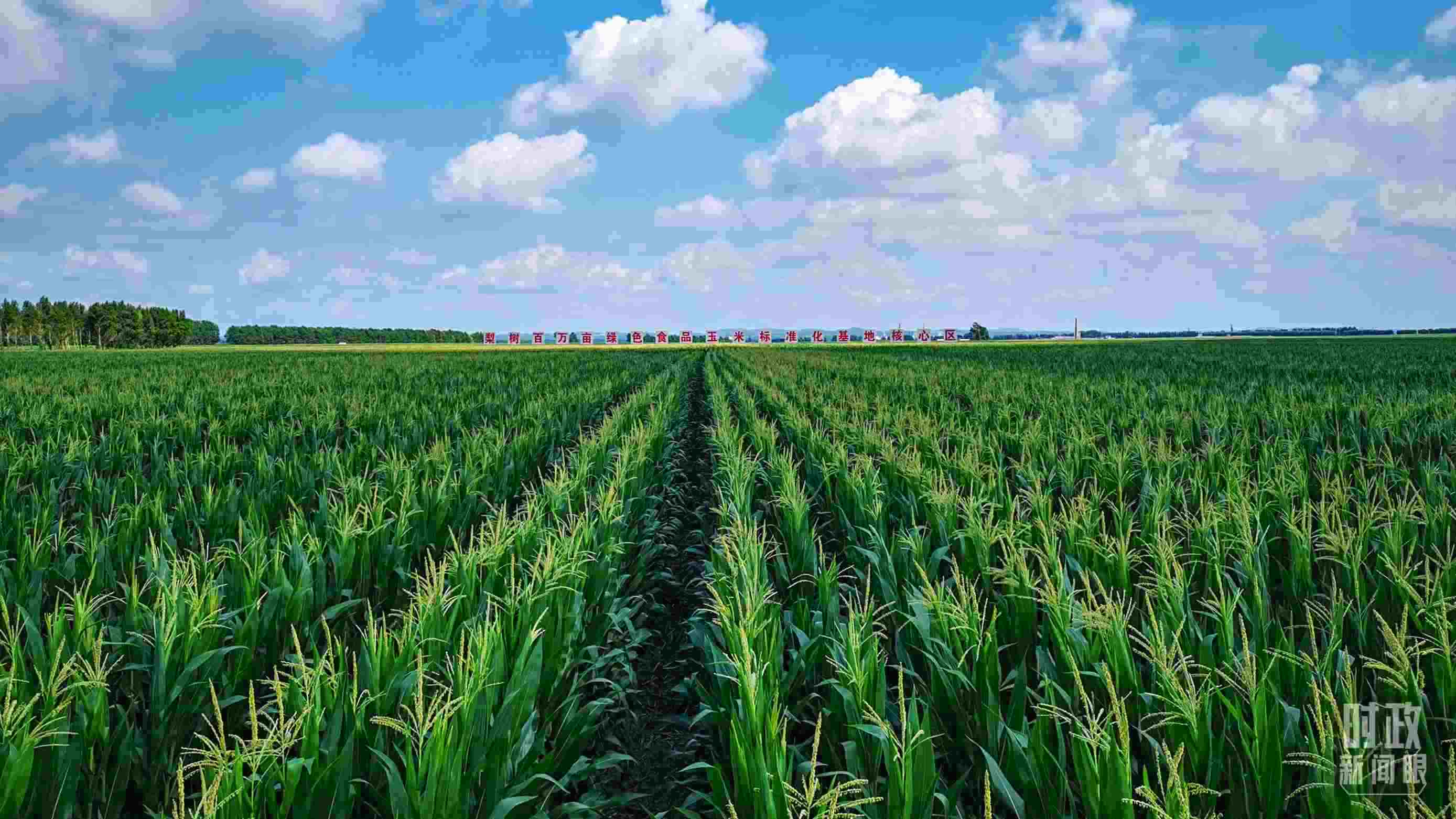 △吉林四平，梨樹縣地處黃金玉米帶。（總臺央視記者張曉鵬拍攝）