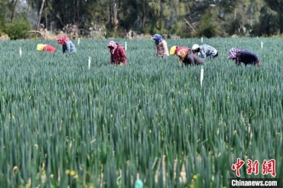 福建平潭:鹽堿地管護(hù)忙
