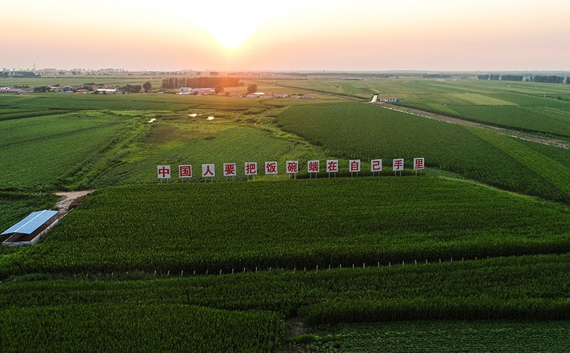 2020年7月23日拍攝的吉林省梨樹縣國家百萬畝綠色食品原料（玉米）標(biāo)準(zhǔn)化生產(chǎn)基地核心示范區(qū)（無人機(jī)照片）。新華社記者 許暢 攝