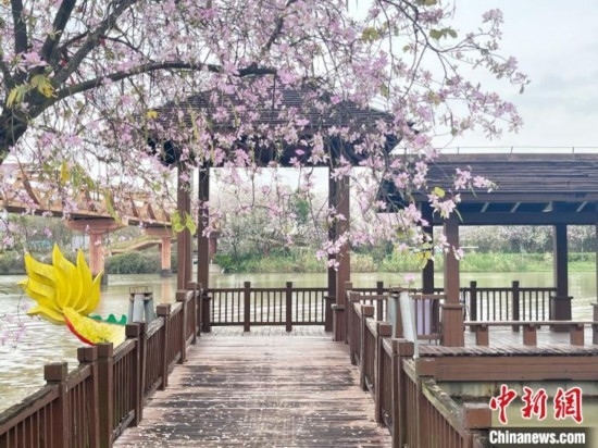 3月7日，廣州海珠國家濕地公園宮粉紫荊花海吸引游人。中新社記者 許青青 攝
