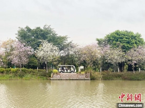 3月7日，廣州海珠國家濕地公園宮粉紫荊花海吸引游人。中新社記者 許青青 攝