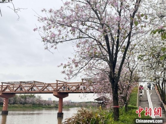 3月7日，廣州海珠國家濕地公園宮粉紫荊花海吸引游人。中新社記者 許青青 攝