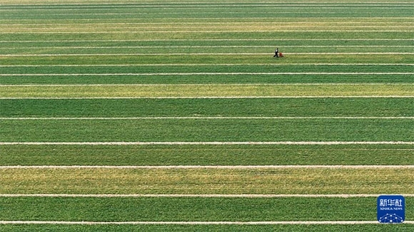 3月14日，在菏澤市鄆城縣潘渡鎮(zhèn)，農(nóng)民在麥田里施肥（無人機照片）。