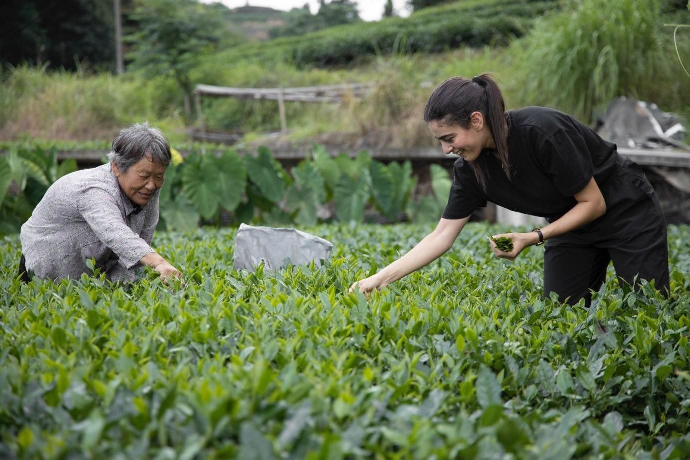 卡友琪在福建采茶。受訪者供圖