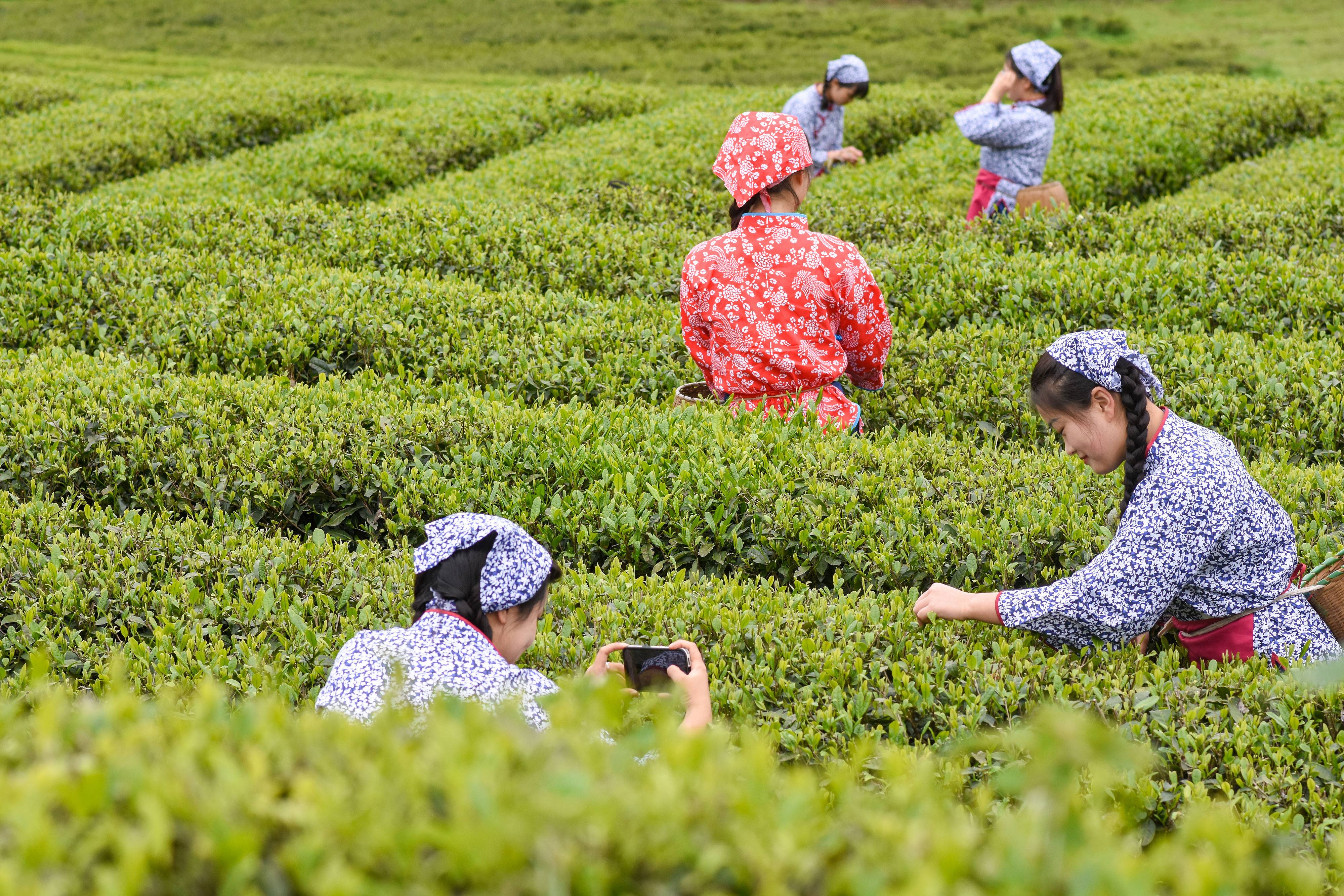 2023年4月6日，游客在貴州省銅仁市江口縣怒溪鎮(zhèn)駱象村生態(tài)茶園體驗采茶樂趣。