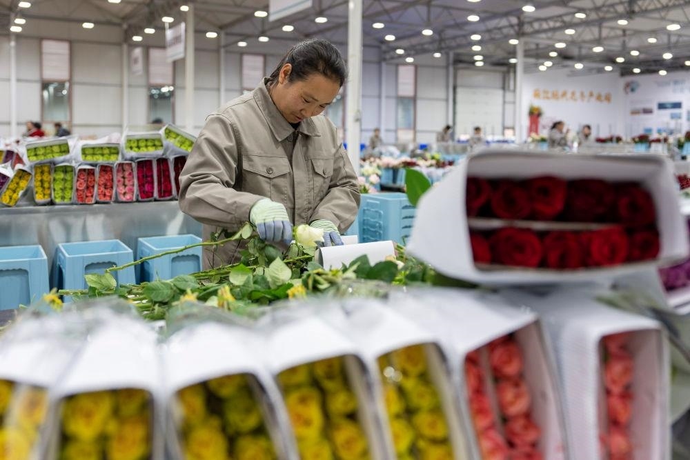 △近日，工作人員在云南麗江現(xiàn)代花卉產(chǎn)業(yè)園包裝鮮花。