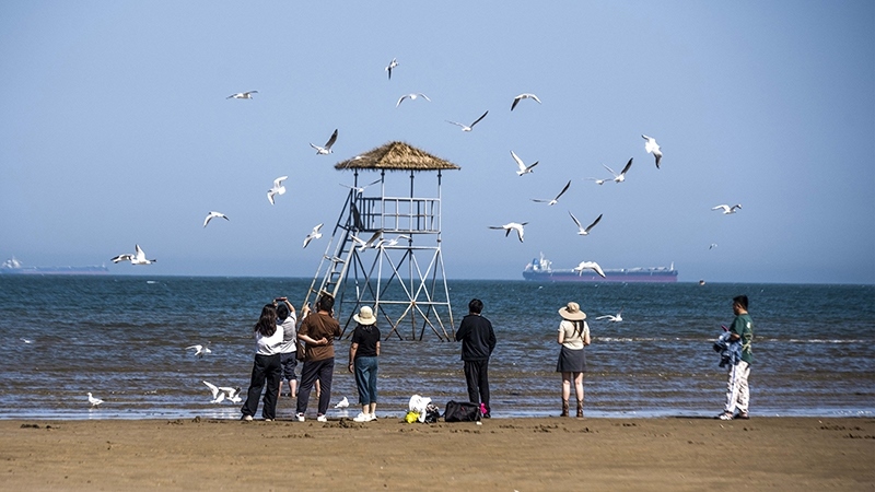 2024年5月12日，河北秦皇島，北戴河鴿子窩公園成群海鷗在天空中自由翱翔，與大海、藍(lán)天構(gòu)成了一幅美麗的畫卷。