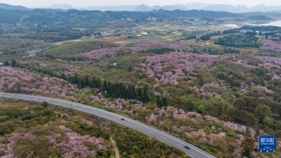 清鎮(zhèn)市紅楓湖鎮(zhèn)右二村旁的道路與花海相映（4月5日攝，無人機照片）。