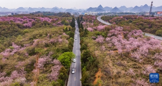 游客驅車前來清鎮(zhèn)市紅楓湖鎮(zhèn)右二村踏青游玩（4月5日攝，無人機照片）。
