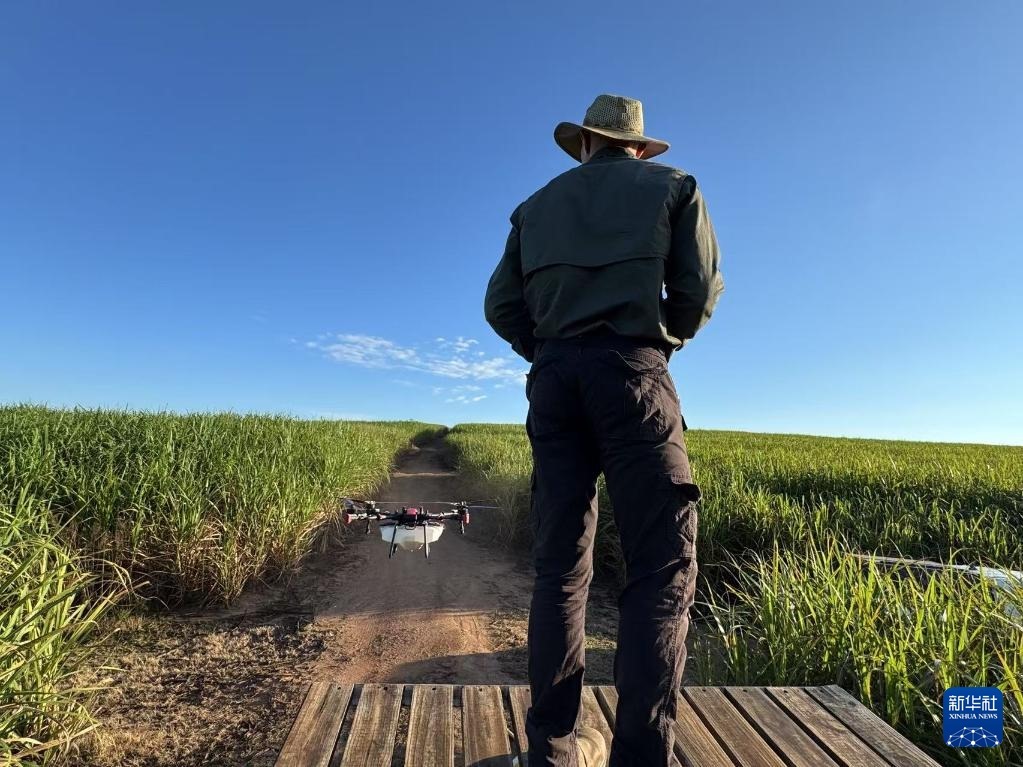 3月25日，在南非夸祖魯-納塔爾省的方廷希爾莊園，飛手操縱無人機為甘蔗林噴灑藥劑。新華社記者 白舸 攝