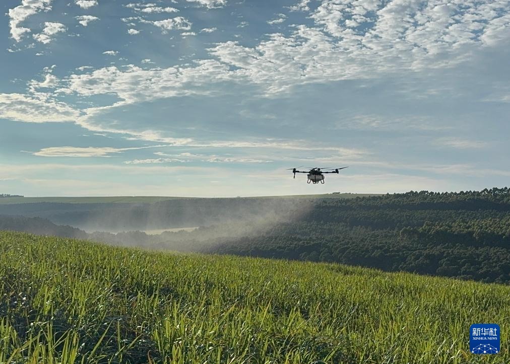 3月25日，在南非夸祖魯-納塔爾省的方廷希爾莊園，中國農(nóng)用無人機為甘蔗林噴灑殺菌劑。新華社記者 白舸 攝