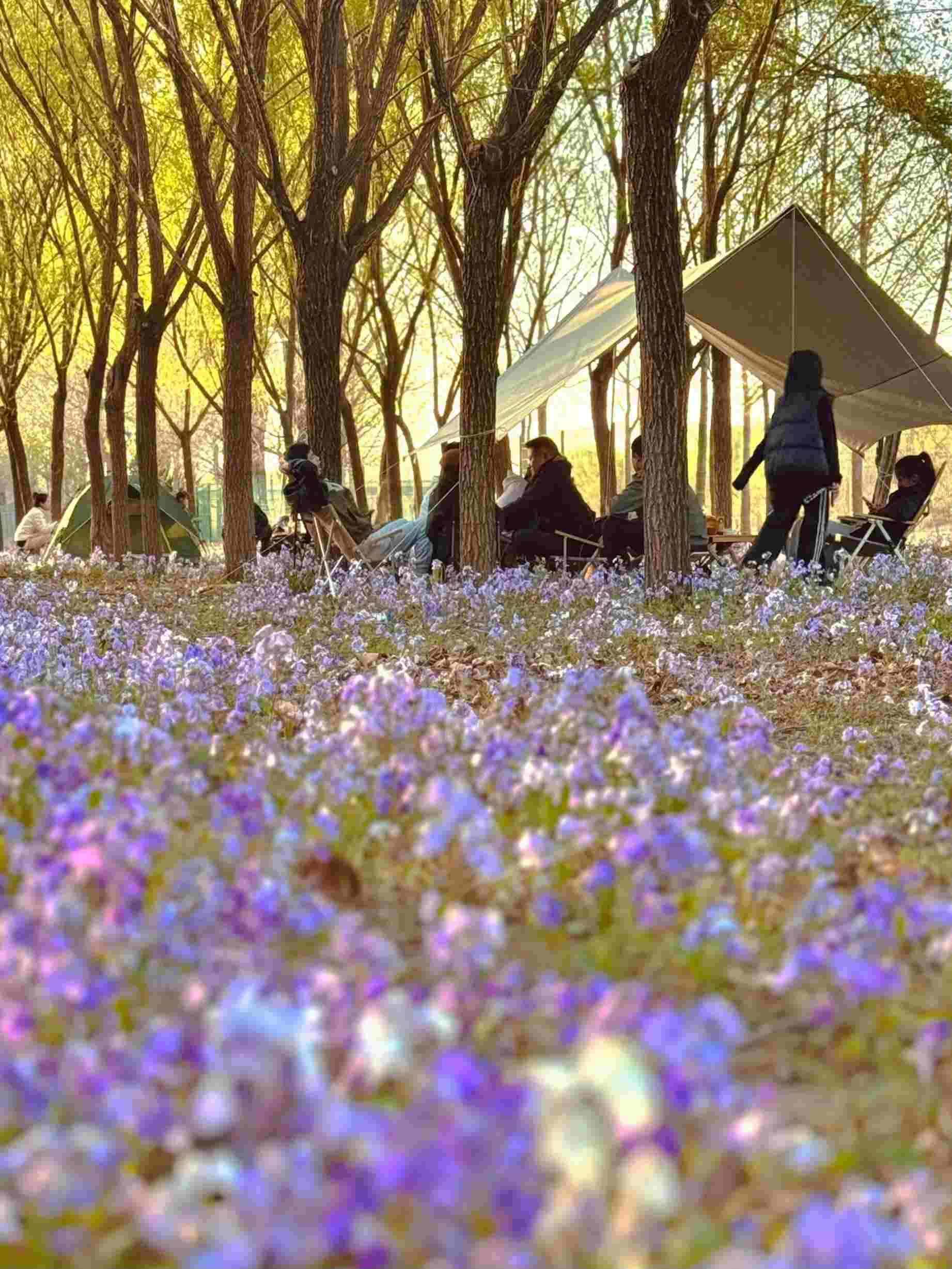 清明假期期間，范女士一家在北京溫榆河邊露營。受訪者供圖