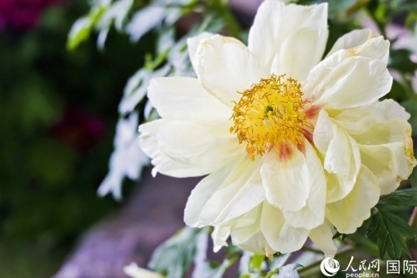 洛陽國家牡丹園牡丹盛開。 人民網(wǎng)記者 魯揚攝