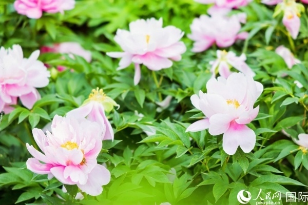 洛陽國家牡丹園牡丹盛開。 人民網(wǎng)記者 魯揚攝