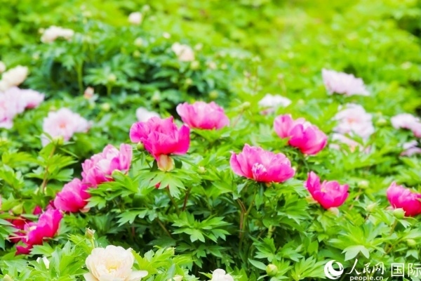 洛陽國家牡丹園牡丹盛開。 人民網(wǎng)記者 魯揚攝