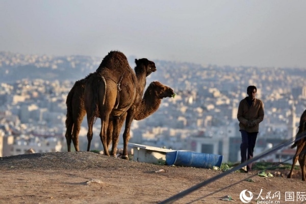 約旦首都阿曼街頭的駱駝。人民網(wǎng) 納達(dá)爾·達(dá)烏德攝